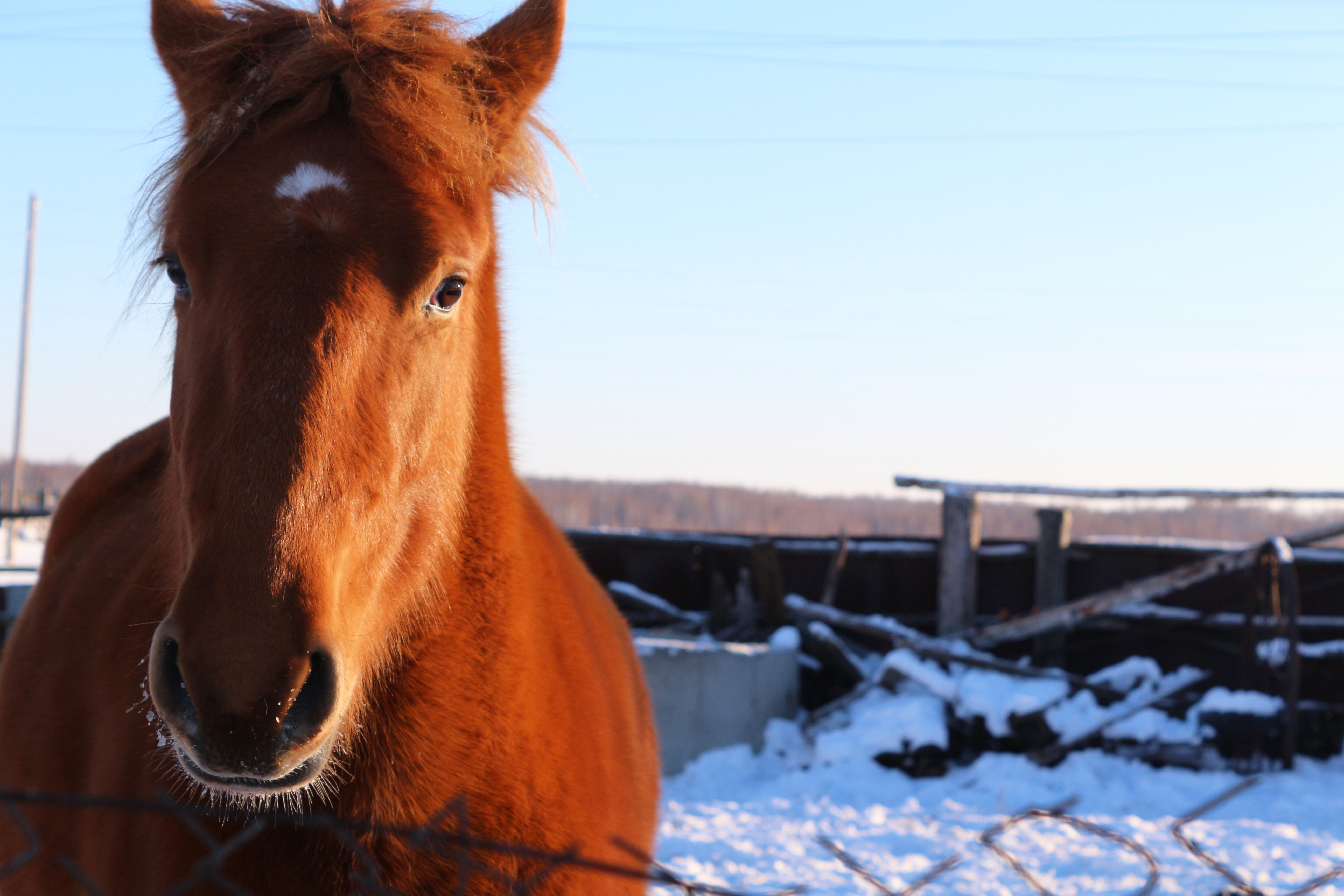 cutehorse